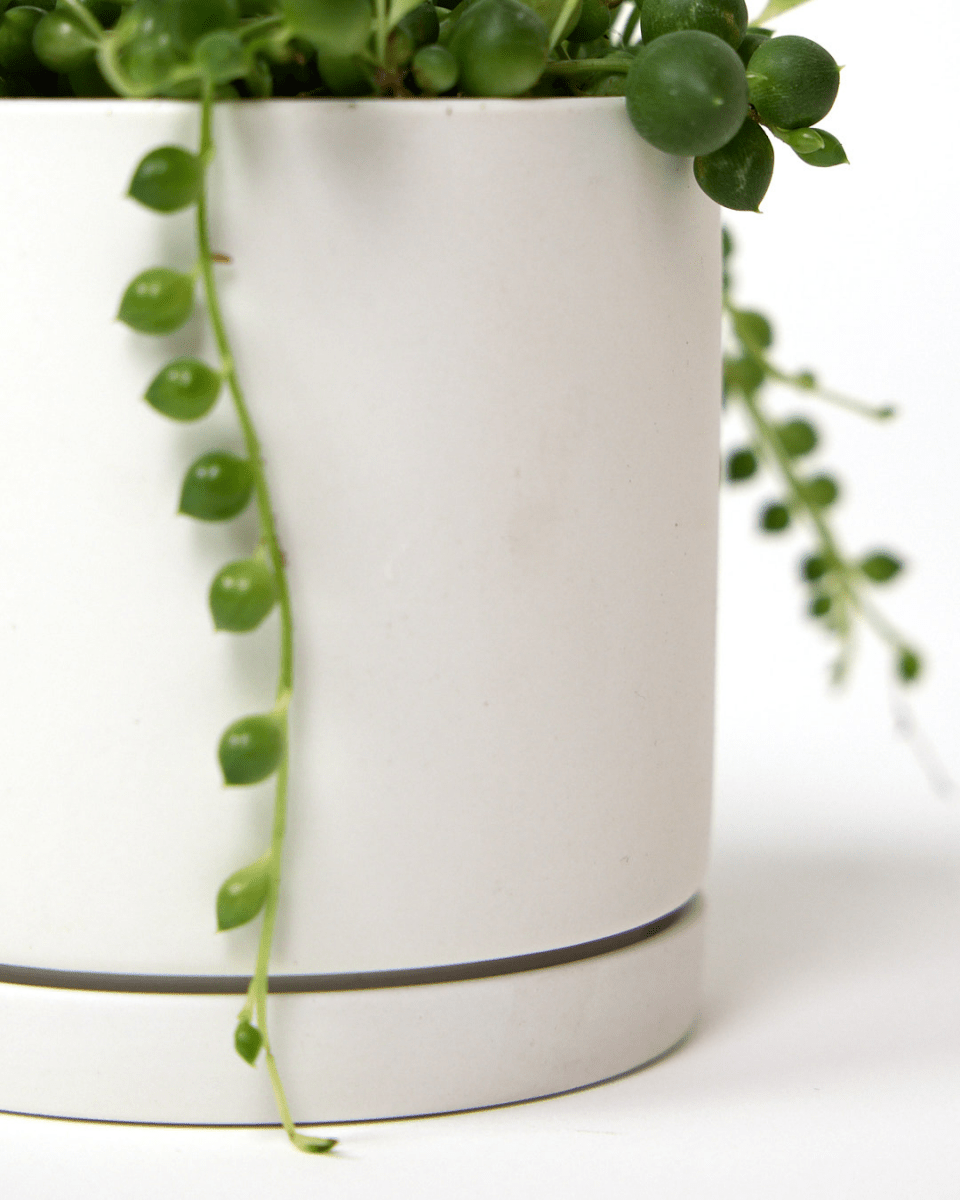 Dojo Porcelain Modern Indoor Plant Pot With Saucer Sets - Chive UK Wholesale