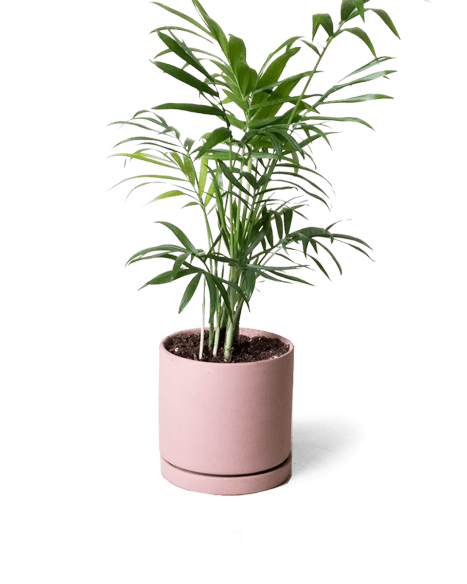 Dojo Porcelain Modern Indoor Plant Pot With Saucer Kits - Chive UK Wholesale