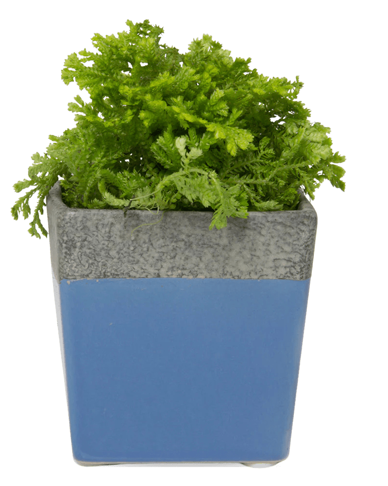 Duo Ceramic Planter With Drainage Hole And Saucer - Chive UK Wholesale