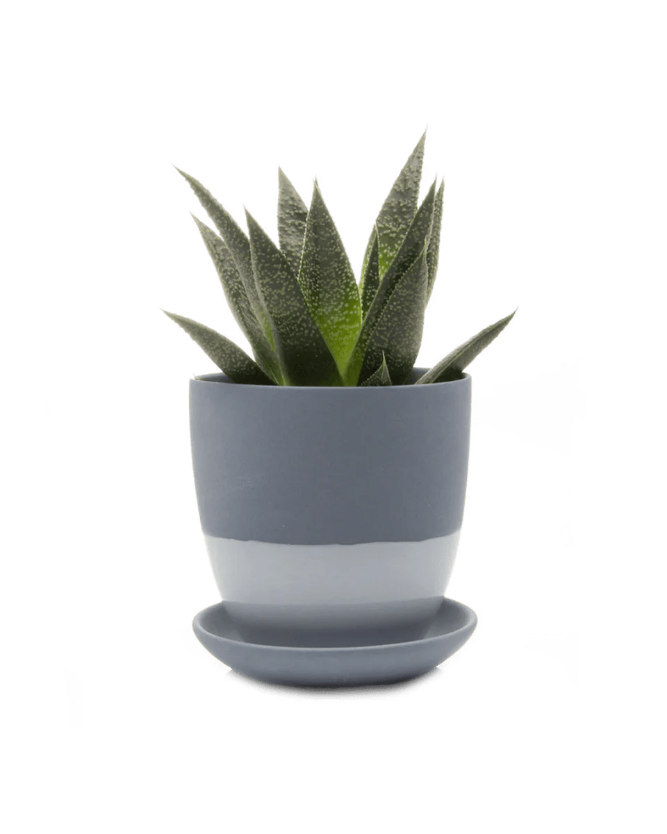 Dyad Porcelain Modern Indoor Plant Pot With Saucer Kits - Chive UK Wholesale