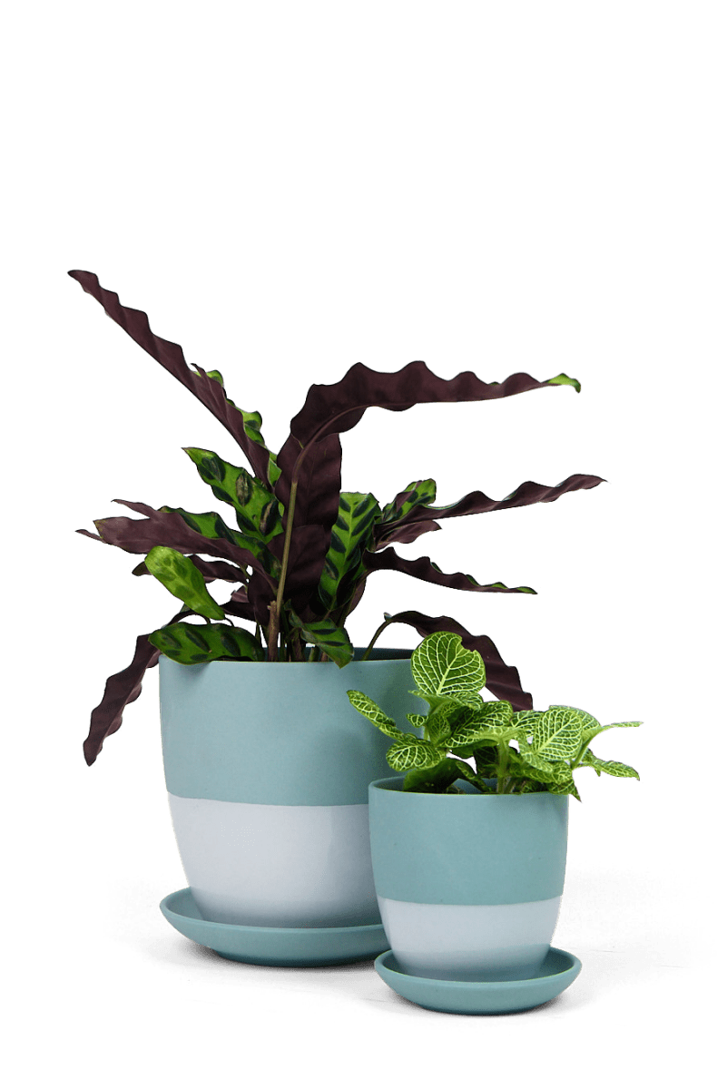Dyad Porcelain Modern Indoor Plant Pot With Saucer - Chive UK Wholesale