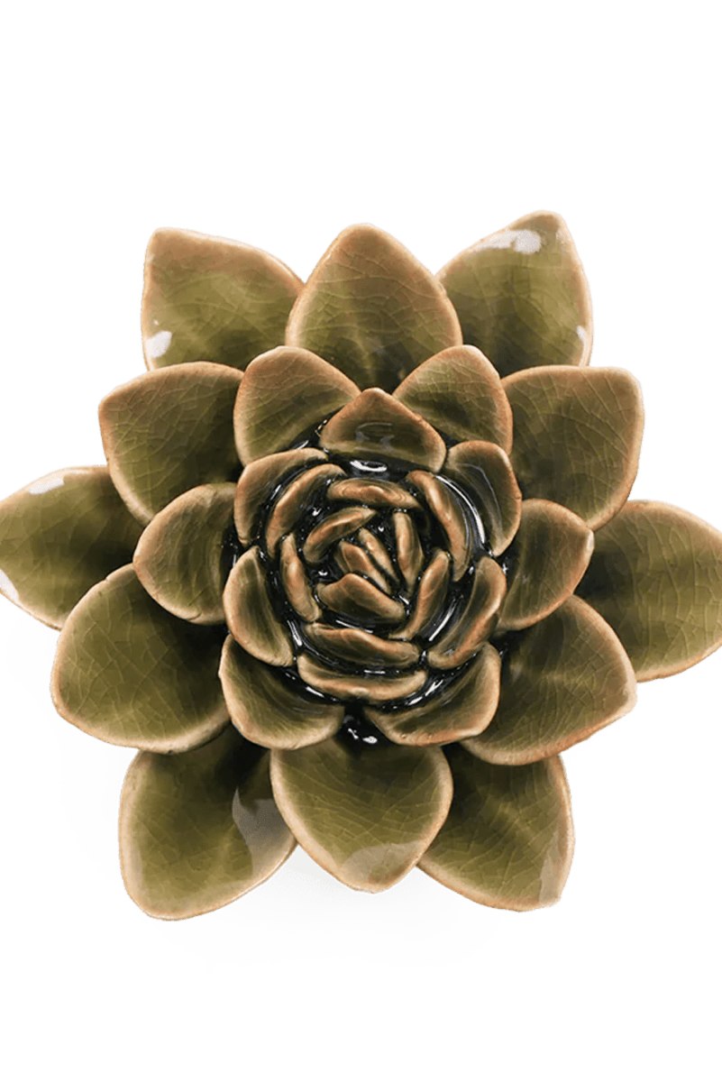 EG01 Olive Green Echeveria - Chive UK Wholesale