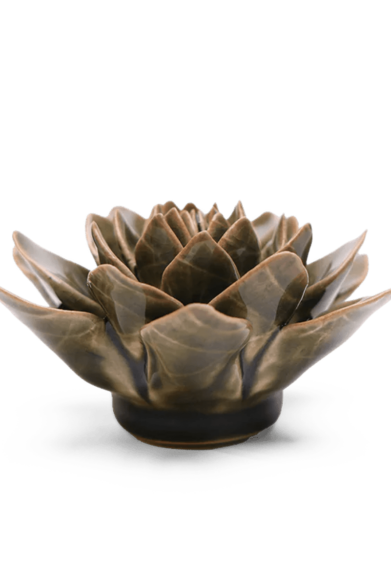 EG01 Olive Green Echeveria - Chive UK Wholesale