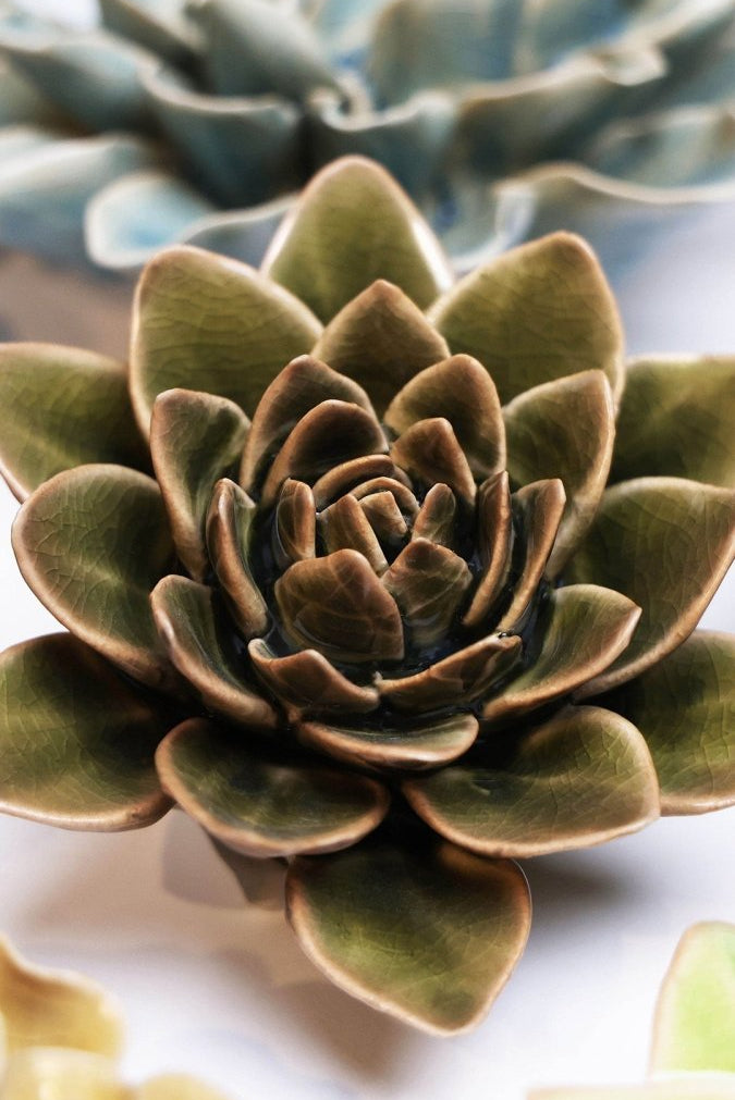 EG01 Olive Green Echeveria - Chive UK Wholesale