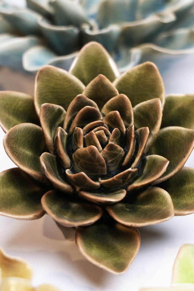 EG01 Olive Green Echeveria - Chive UK Wholesale