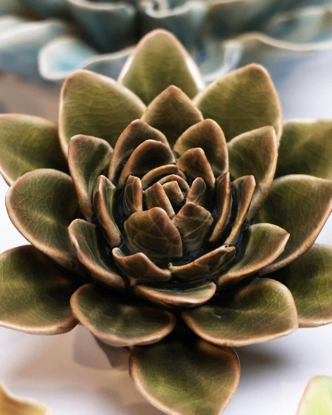 EG01 Olive Green Echeveria - Chive UK Wholesale