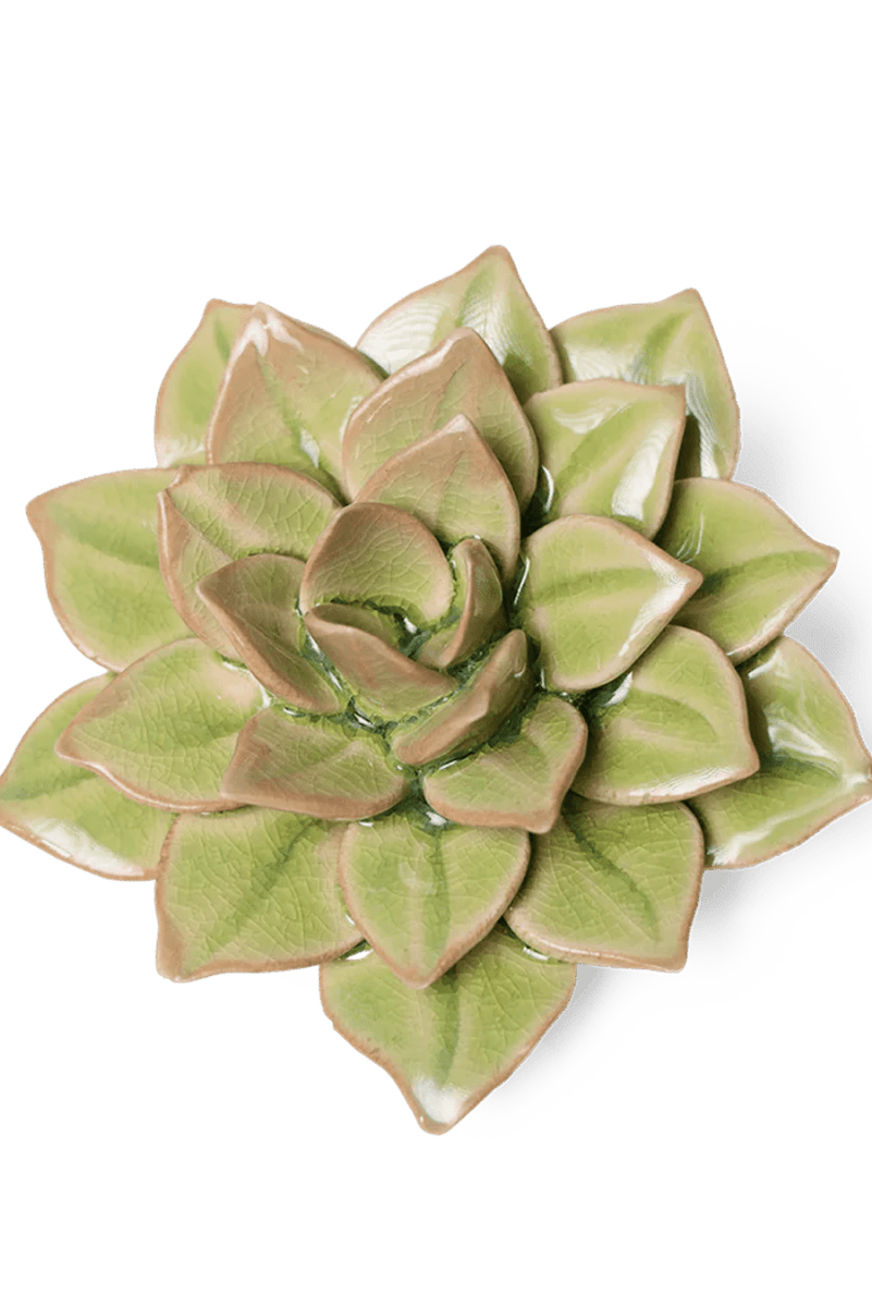 EG10 Peridot Green Fairy Echeveria - Chive UK Wholesale