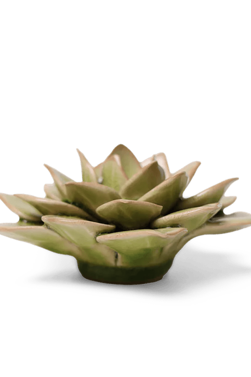 EG10 Peridot Green Fairy Echeveria - Chive UK Wholesale