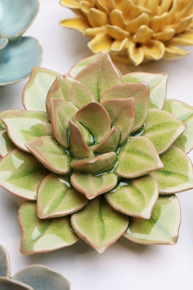 EG10 Peridot Green Fairy Echeveria - Chive UK Wholesale