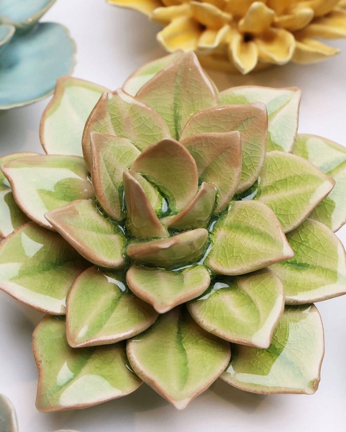 EG10 Peridot Green Fairy Echeveria - Chive UK Wholesale