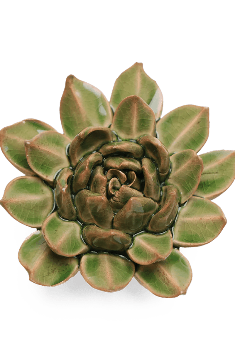 EG12 Avocado Green Firecracker Succulent - Chive UK Wholesale