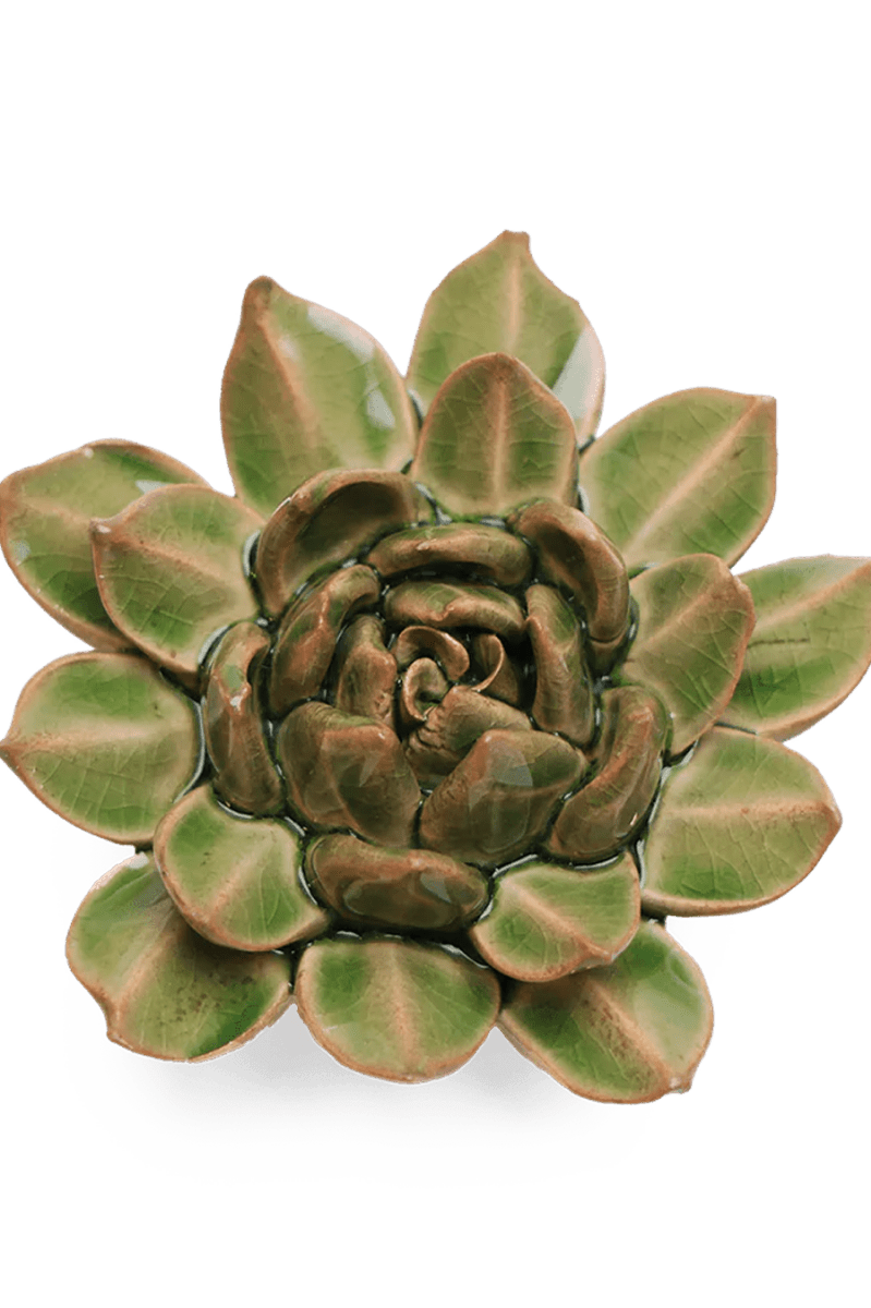 EG12 Avocado Green Firecracker Succulent - Chive UK Wholesale