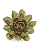 EG12 Avocado Green Firecracker Succulent - Chive UK Wholesale