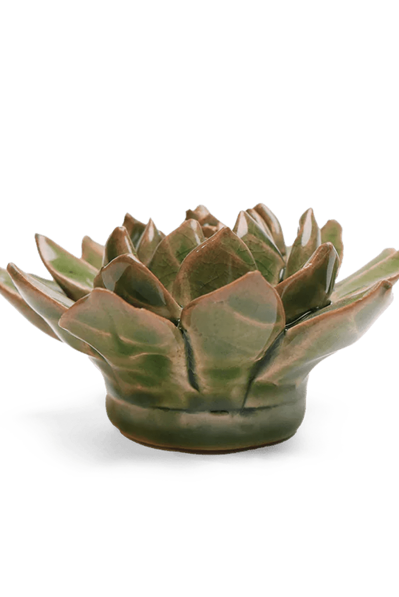 EG12 Avocado Green Firecracker Succulent - Chive UK Wholesale