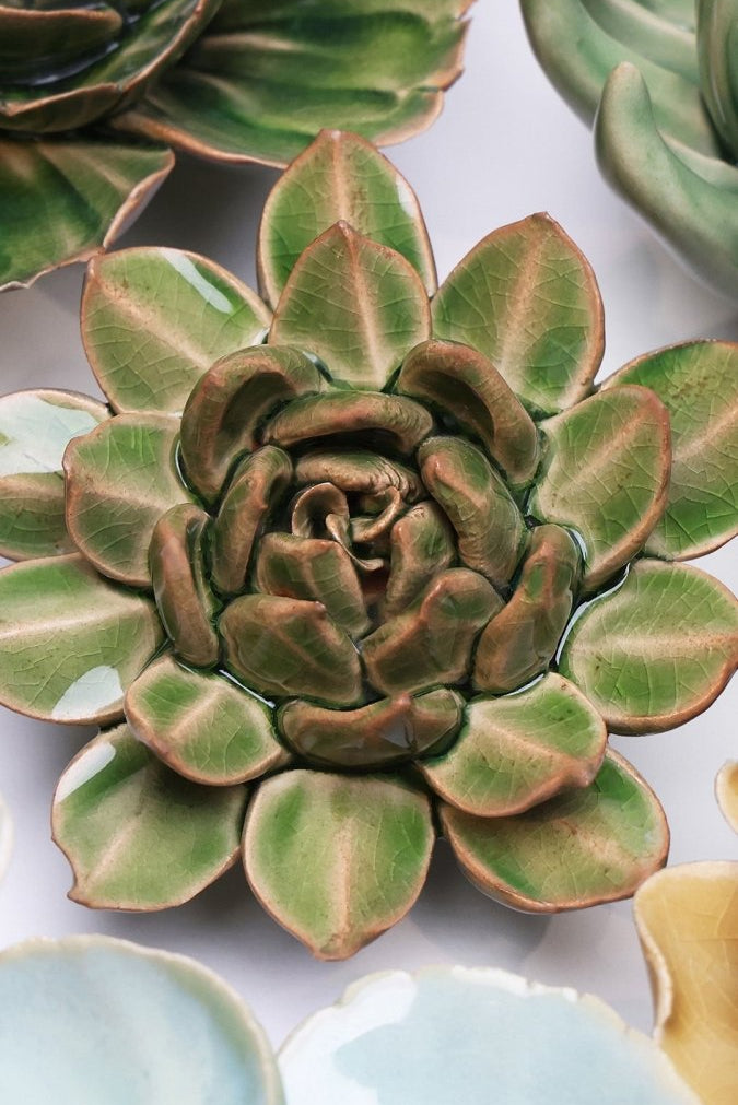EG12 Avocado Green Firecracker Succulent - Chive UK Wholesale
