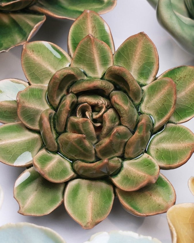 EG12 Avocado Green Firecracker Succulent - Chive UK Wholesale