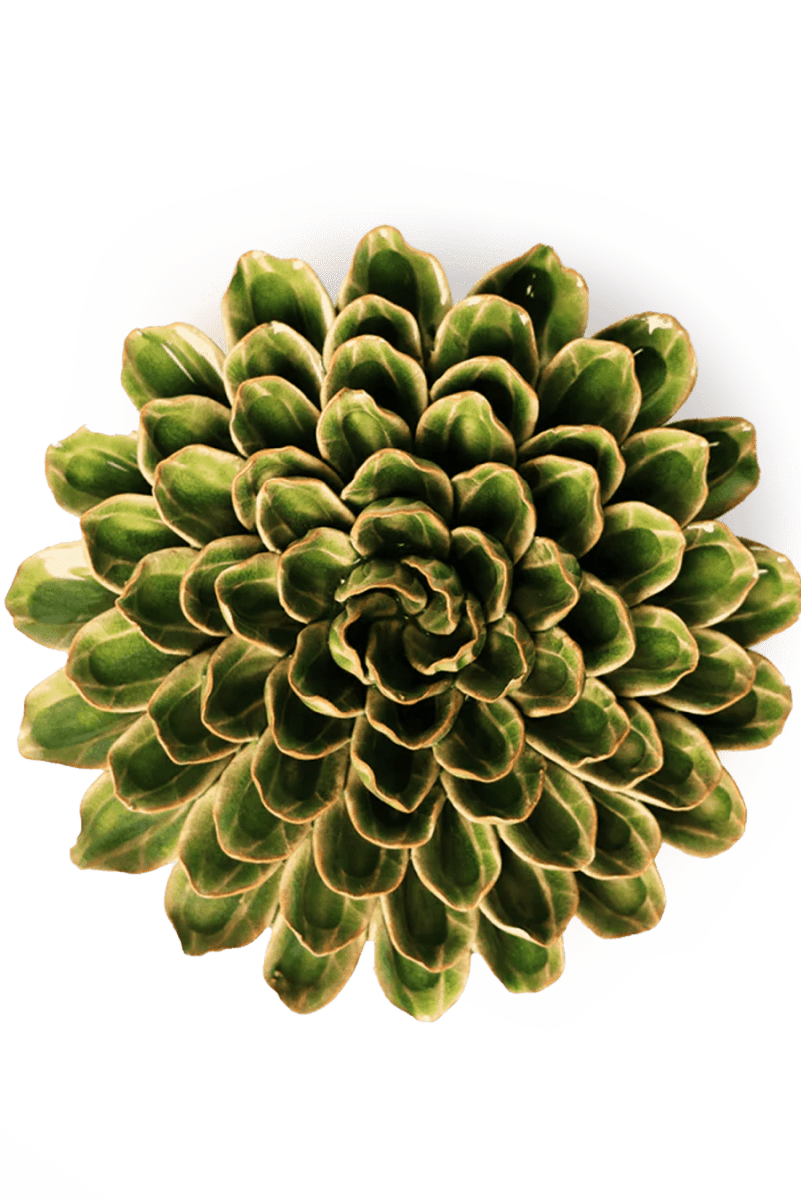 EG20 Avocado Green Unicorn Zinnia - Chive UK Wholesale