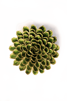 English Garden Curated Collection 22 - Chive UK Wholesale