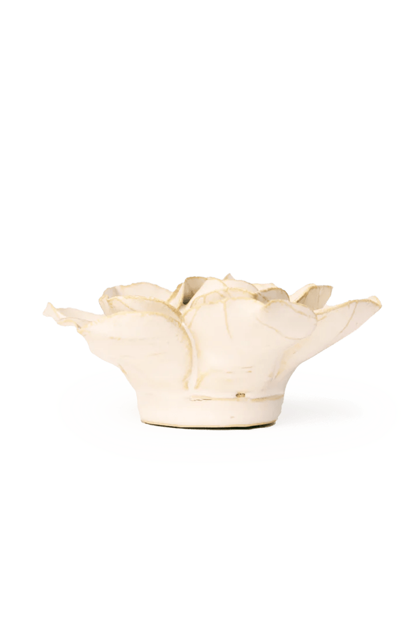 EG34 Ivory Daffodil - Chive UK Wholesale