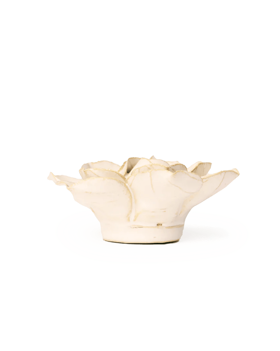 EG34 Ivory Daffodil - Chive UK Wholesale