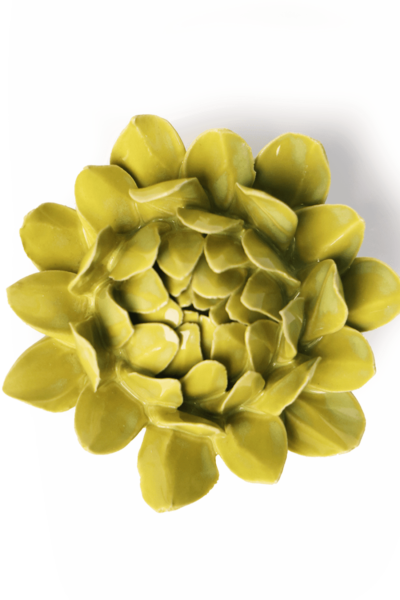 EG41 Chartreuse Sugarbush Protea - Chive UK Wholesale