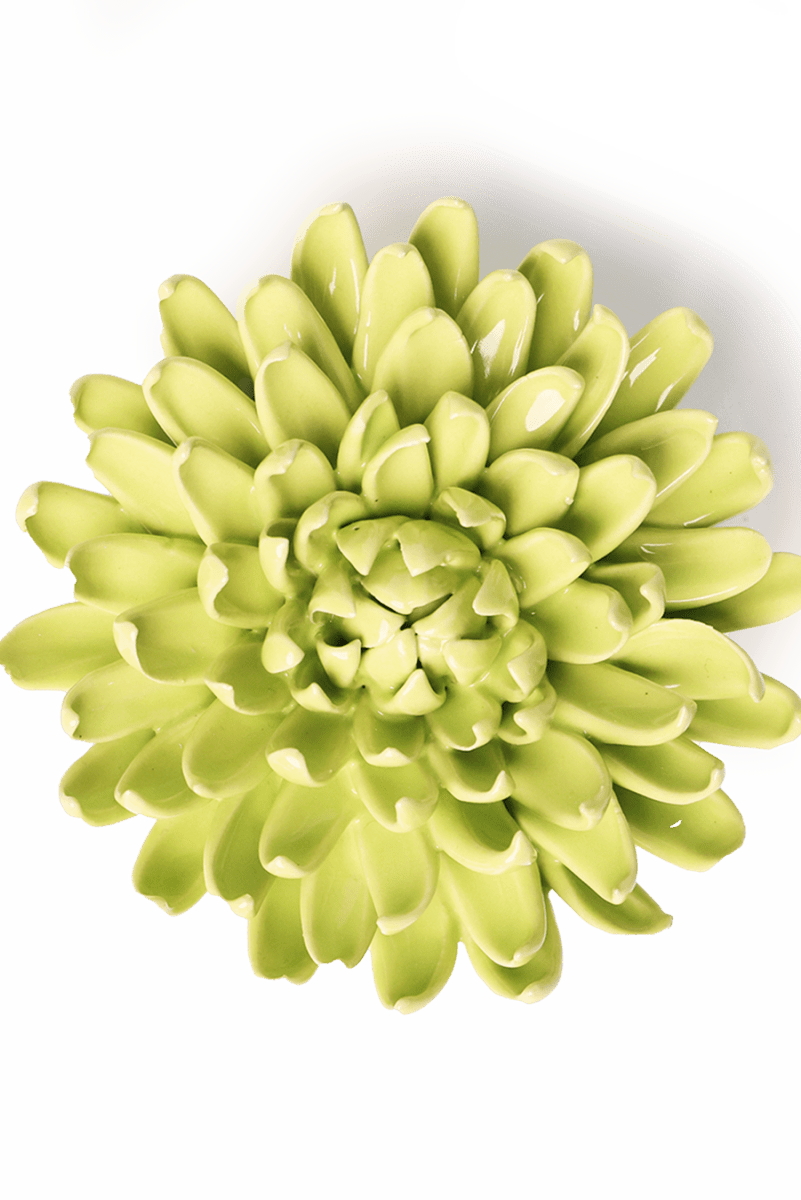 EG43 Yellow Green Pompom Mum - Chive UK Wholesale