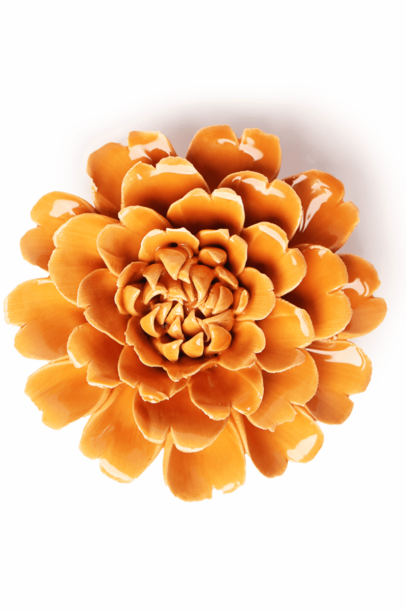 EG44 Orange Fiesta Marigold - Chive UK Wholesale