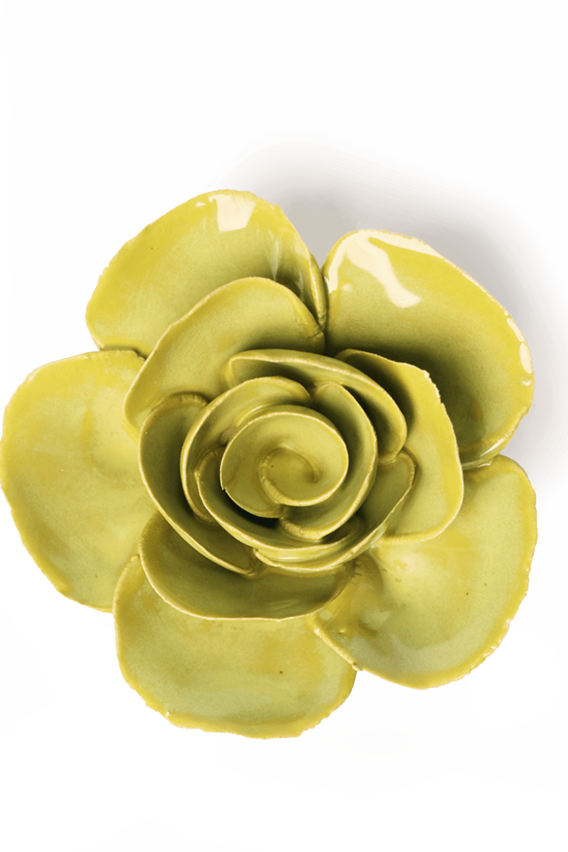 EG54 Chartreuse Elegance Ranunculus - Chive UK Wholesale