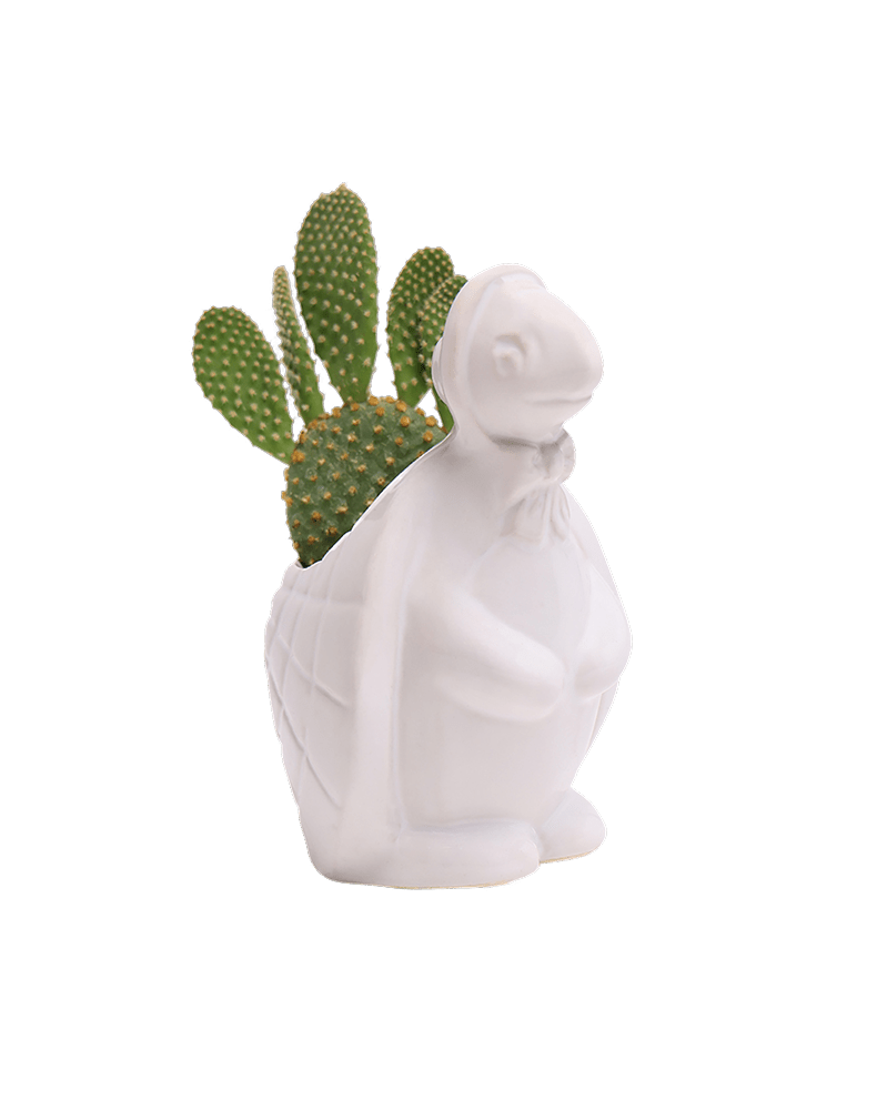 Turtle Ceramic Indoor Plant Pot For Succulents - Chive UK Wholesale