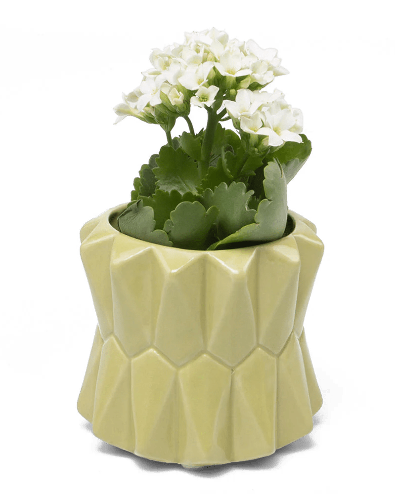Fang Ceramic Modern Planter For Succulents - Chive UK Wholesale