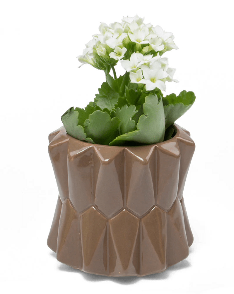 Fang Ceramic Modern Planter For Succulents - Chive UK Wholesale