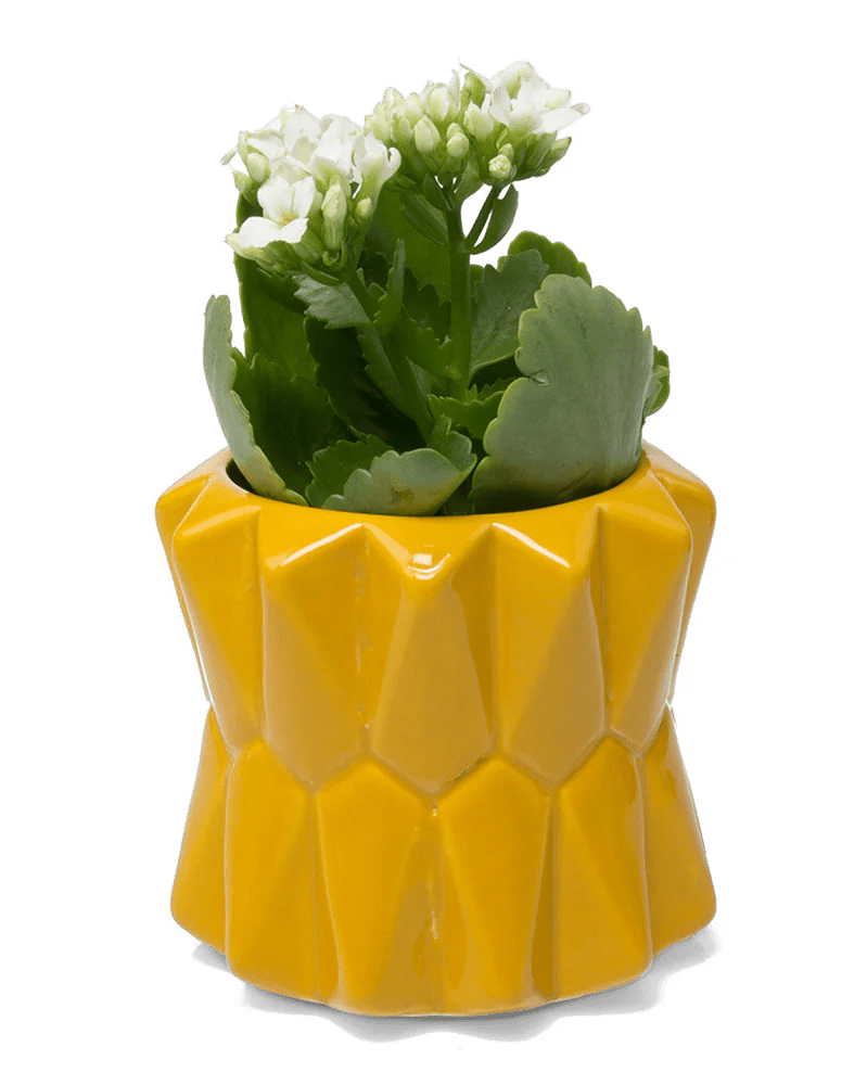 Fang Ceramic Modern Planter For Succulents - Chive UK Wholesale