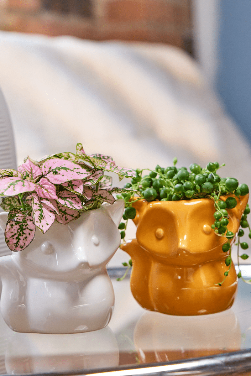 Fox Ceramic Indoor Plant Pot For Succulents - Chive UK Wholesale