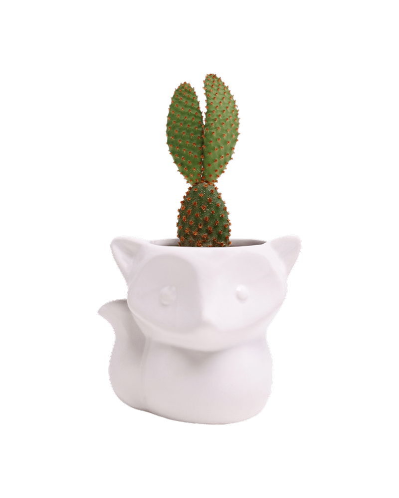 Fox Ceramic Indoor Plant Pot For Succulents - Chive UK Wholesale