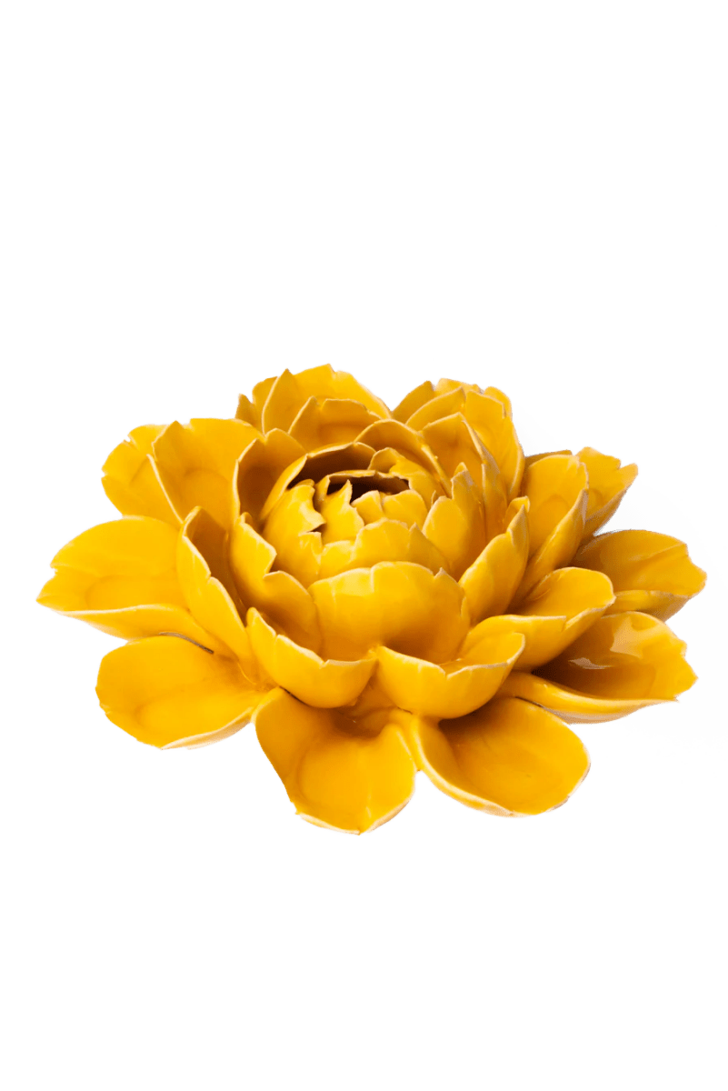 FR14 Burnt Yellow Empire Cabbage Flower - Chive UK Wholesale