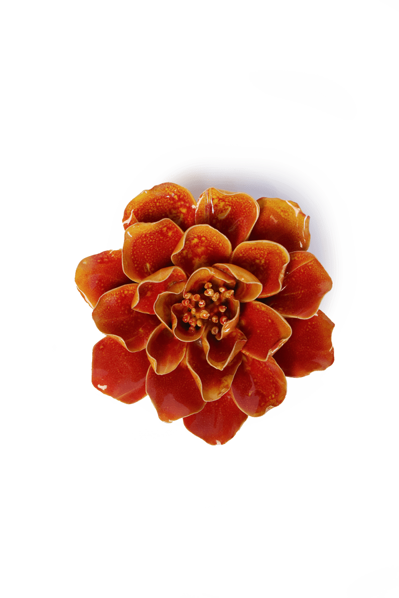 France Orange Yellow Coreopsis - Chive UK Wholesale