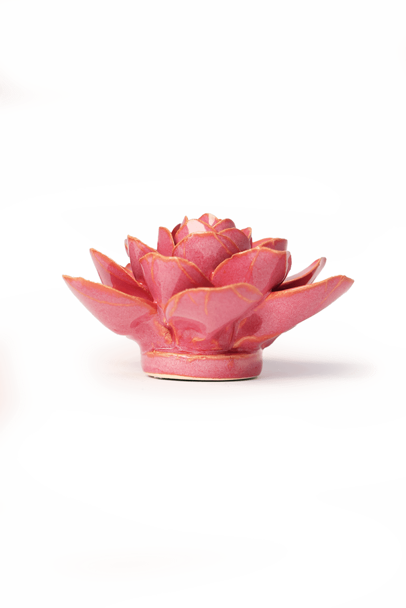 France Blush Pink Begonia - Chive UK Wholesale