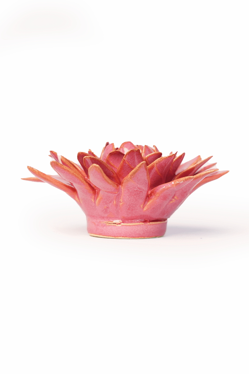 France Blush Pink Strawflower - Chive UK Wholesale