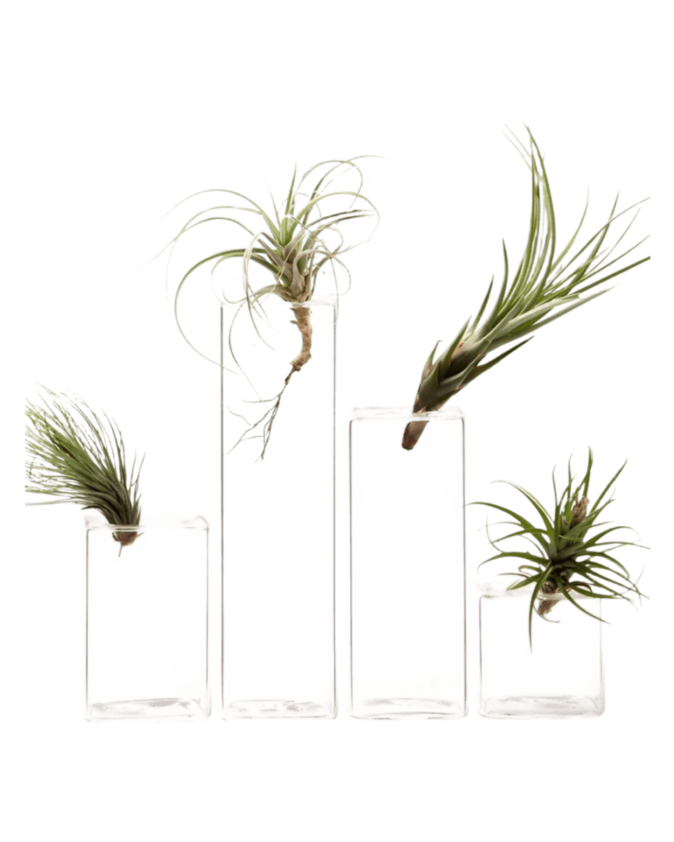 Cube Glass Modern Clear Flower Vase - Chive UK Wholesale