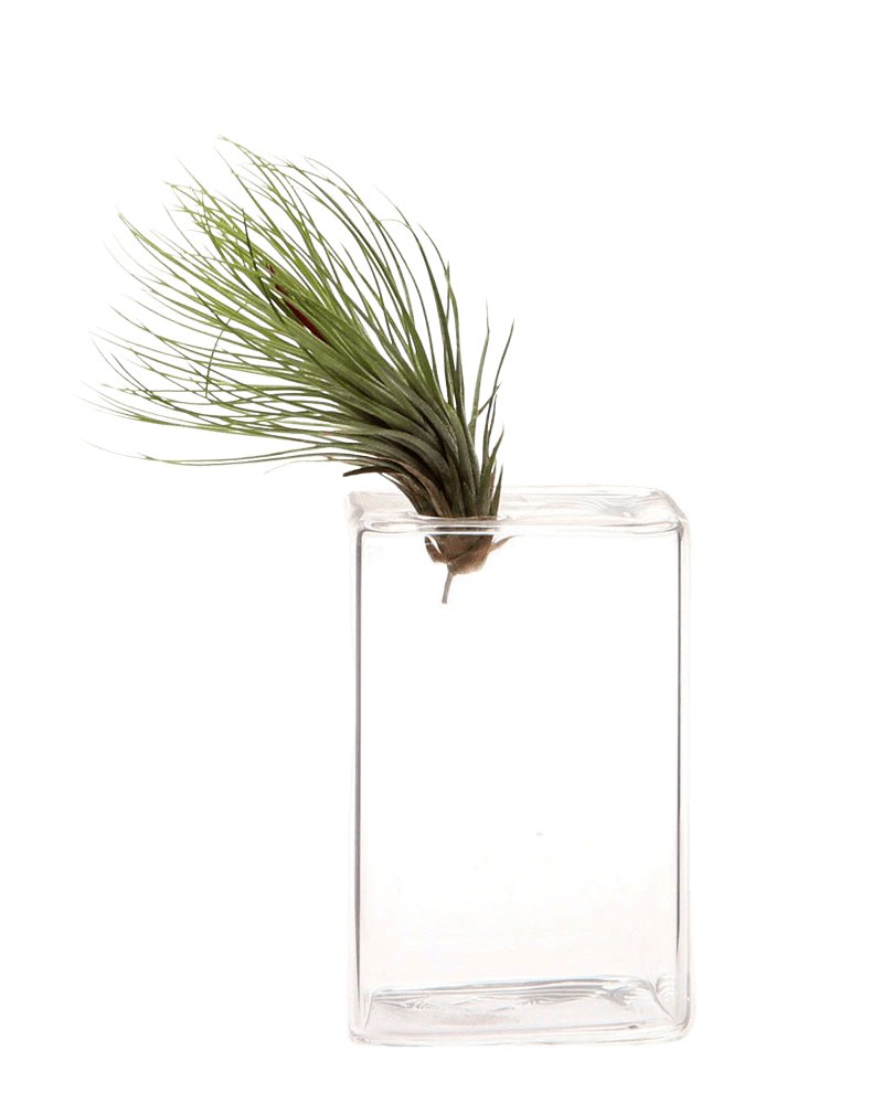 Cube Glass Modern Clear Flower Vase - Chive UK Wholesale