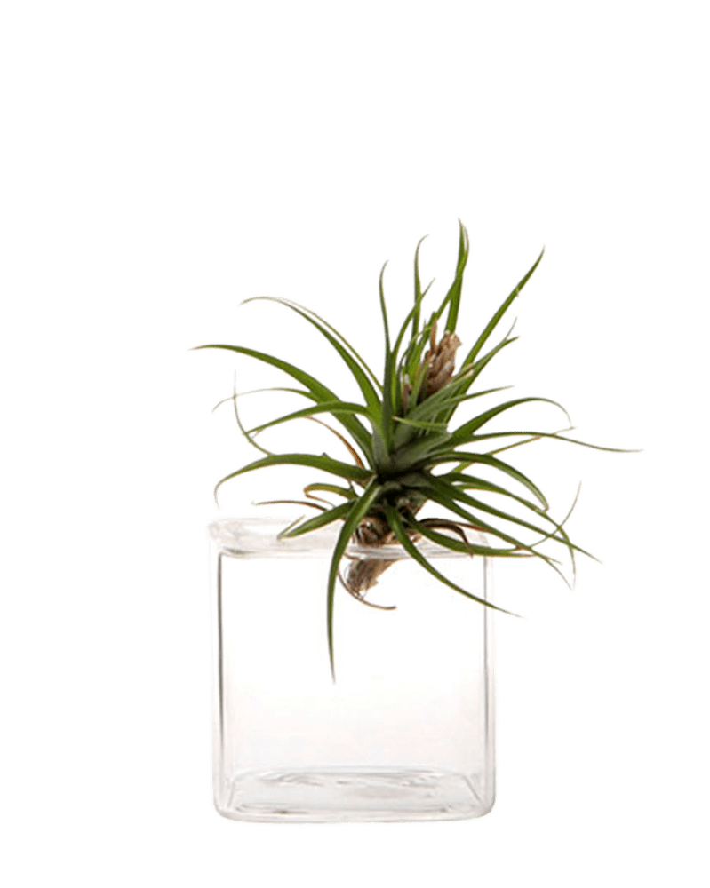 Cube Glass Modern Clear Flower Vase - Chive UK Wholesale