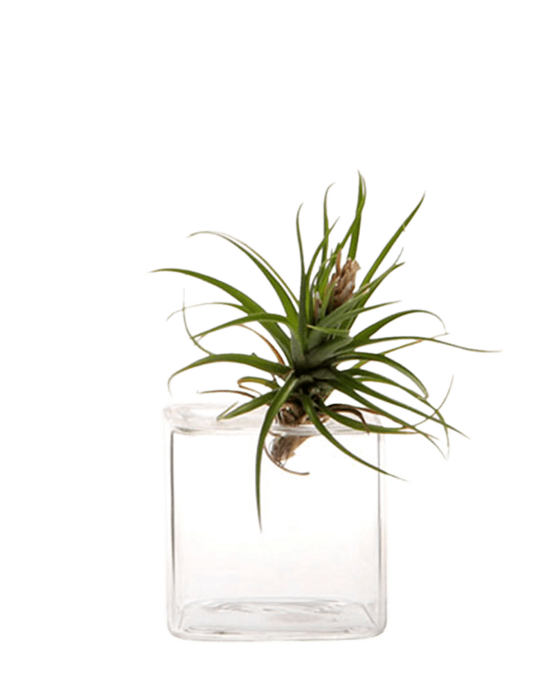 Cube Glass Modern Clear Flower Vase - Chive UK Wholesale