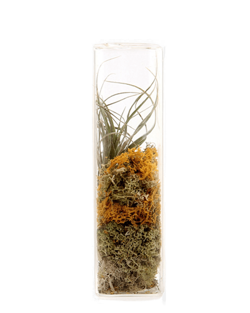 Cube Glass Modern Clear Flower Vase - Chive UK Wholesale
