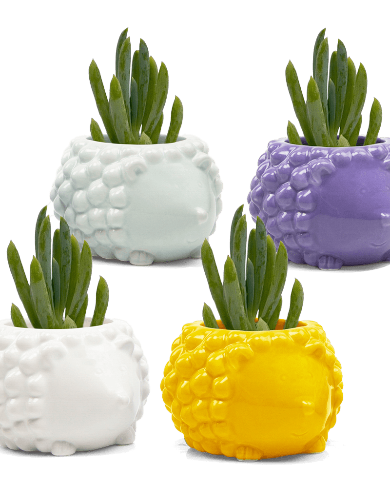Hedgehog Ceramic Indoor Plant Pot Kit - Chive UK Wholesale