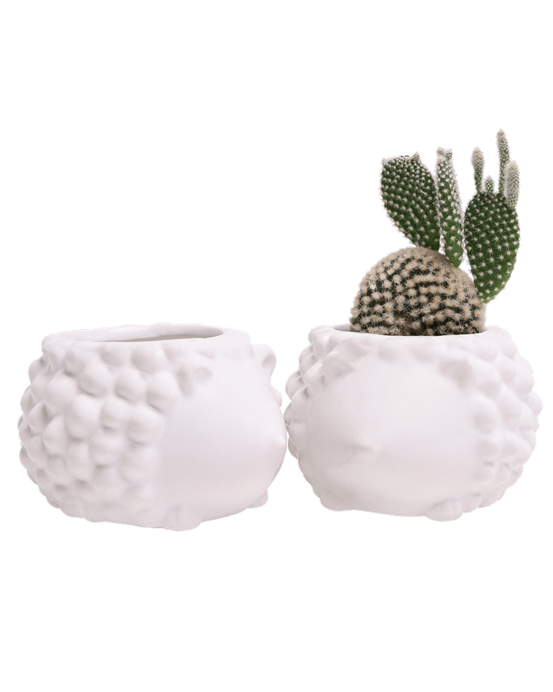 Hedgehog Ceramic Indoor Plant Pot For Succulents - Chive UK Wholesale
