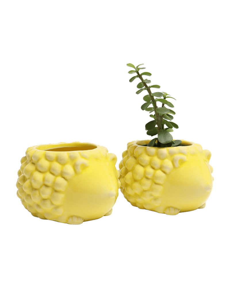 Hedgehog Ceramic Indoor Plant Pot Kit - Chive UK Wholesale
