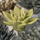 Japan Ceramic Flower Green Succulent - Chive UK Wholesale