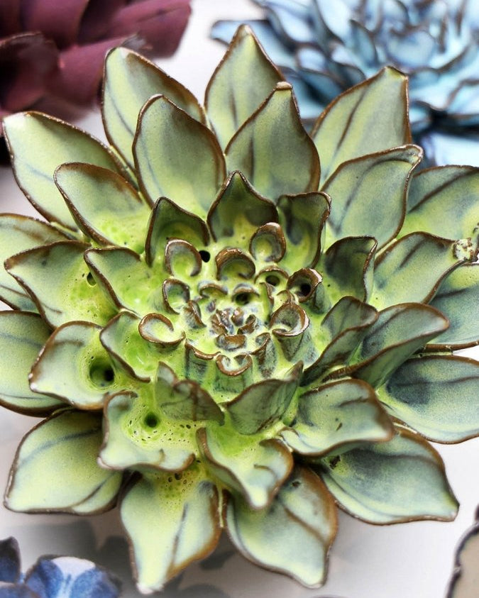 JA06 Pear Green Calico Aster - Chive UK Wholesale