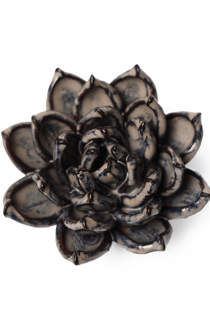 JA08 Latte Lola Echeveria - Chive UK Wholesale