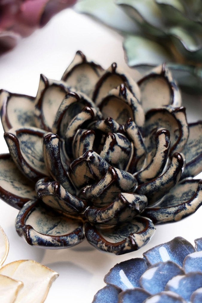 JA08 Latte Lola Echeveria - Chive UK Wholesale